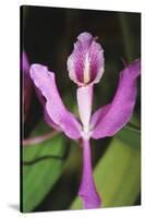 Costa Rica, Close Up of Pink Orchid in Lankester Botanical Gardens-Scott T. Smith-Stretched Canvas