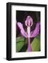 Costa Rica, Close Up of Pink Orchid in Lankester Botanical Gardens-Scott T. Smith-Framed Photographic Print