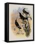 Costa Rica Hummingbird, Eugenes Spectabilis-John Gould-Framed Stretched Canvas