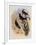 Costa Rica Hummingbird, Eugenes Spectabilis-John Gould-Framed Giclee Print