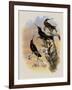 Costa Rica Hummingbird, Eugenes Spectabilis-John Gould-Framed Giclee Print