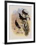 Costa Rica Hummingbird, Eugenes Spectabilis-John Gould-Framed Giclee Print