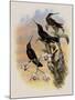 Costa Rica Hummingbird, Eugenes Spectabilis-John Gould-Mounted Giclee Print