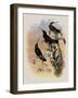 Costa Rica Hummingbird, Eugenes Spectabilis-John Gould-Framed Giclee Print