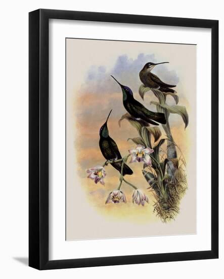 Costa Rica Hummingbird, Eugenes Spectabilis-John Gould-Framed Giclee Print