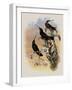 Costa Rica Hummingbird, Eugenes Spectabilis-John Gould-Framed Giclee Print