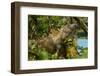 Costa Rica, iguana-George and Marilu Theodore-Framed Photographic Print