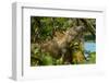 Costa Rica, iguana-George and Marilu Theodore-Framed Photographic Print