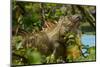 Costa Rica, iguana-George and Marilu Theodore-Mounted Photographic Print