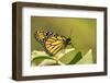 Costa Rica, La Paz River Valley. Captive monarch butterfly in La Paz Waterfall Garden.-Jaynes Gallery-Framed Photographic Print