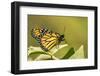 Costa Rica, La Paz River Valley. Captive monarch butterfly in La Paz Waterfall Garden.-Jaynes Gallery-Framed Photographic Print