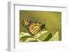 Costa Rica, La Paz River Valley. Captive monarch butterfly in La Paz Waterfall Garden.-Jaynes Gallery-Framed Photographic Print