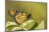 Costa Rica, La Paz River Valley. Captive monarch butterfly in La Paz Waterfall Garden.-Jaynes Gallery-Mounted Photographic Print