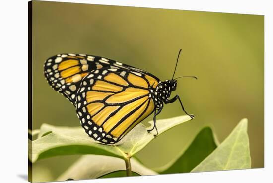 Costa Rica, La Paz River Valley. Captive monarch butterfly in La Paz Waterfall Garden.-Jaynes Gallery-Stretched Canvas