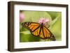 Costa Rica, La Paz River Valley. Captive monarch butterfly in La Paz Waterfall Garden.-Jaynes Gallery-Framed Photographic Print