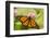 Costa Rica, La Paz River Valley. Captive monarch butterfly in La Paz Waterfall Garden.-Jaynes Gallery-Framed Photographic Print