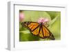 Costa Rica, La Paz River Valley. Captive monarch butterfly in La Paz Waterfall Garden.-Jaynes Gallery-Framed Photographic Print