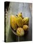 Costa Rica, La Virgen De Sarapiqui, Picked Cocoa Pods Used for Demonstration on How to Make Chocola-John Coletti-Stretched Canvas