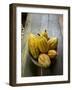 Costa Rica, La Virgen De Sarapiqui, Picked Cocoa Pods Used for Demonstration on How to Make Chocola-John Coletti-Framed Photographic Print