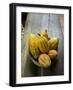 Costa Rica, La Virgen De Sarapiqui, Picked Cocoa Pods Used for Demonstration on How to Make Chocola-John Coletti-Framed Photographic Print