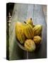 Costa Rica, La Virgen De Sarapiqui, Picked Cocoa Pods Used for Demonstration on How to Make Chocola-John Coletti-Stretched Canvas