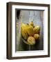 Costa Rica, La Virgen De Sarapiqui, Picked Cocoa Pods Used for Demonstration on How to Make Chocola-John Coletti-Framed Photographic Print