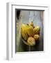 Costa Rica, La Virgen De Sarapiqui, Picked Cocoa Pods Used for Demonstration on How to Make Chocola-John Coletti-Framed Photographic Print