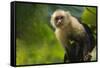 Costa Rica, monkey, spider monkey, tree-George Theodore-Framed Stretched Canvas
