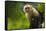 Costa Rica, monkey, spider monkey, tree-George Theodore-Framed Stretched Canvas