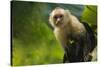 Costa Rica, monkey, spider monkey, tree-George Theodore-Stretched Canvas