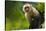 Costa Rica, monkey, spider monkey, tree-George Theodore-Stretched Canvas