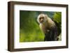 Costa Rica, monkey, spider monkey, tree-George Theodore-Framed Photographic Print