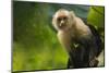 Costa Rica, monkey, spider monkey, tree-George Theodore-Mounted Photographic Print