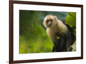 Costa Rica, monkey, spider monkey, tree-George Theodore-Framed Premium Photographic Print