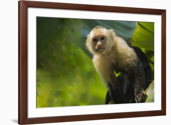 Costa Rica, monkey, spider monkey, tree-George Theodore-Framed Premium Photographic Print