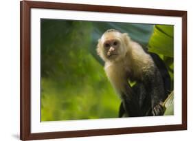 Costa Rica, monkey, spider monkey, tree-George Theodore-Framed Premium Photographic Print