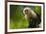 Costa Rica, monkey, spider monkey, tree-George Theodore-Framed Premium Photographic Print