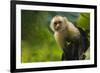 Costa Rica, monkey, spider monkey, tree-George Theodore-Framed Premium Photographic Print