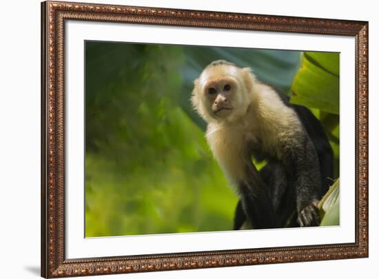 Costa Rica, monkey, spider monkey, tree-George Theodore-Framed Premium Photographic Print