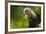 Costa Rica, monkey, spider monkey, tree-George Theodore-Framed Premium Photographic Print