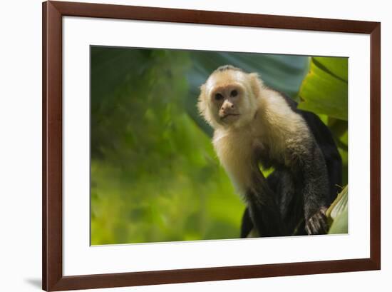 Costa Rica, monkey, spider monkey, tree-George Theodore-Framed Premium Photographic Print