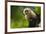 Costa Rica, monkey, spider monkey, tree-George Theodore-Framed Premium Photographic Print