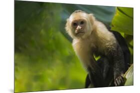 Costa Rica, monkey, spider monkey, tree-George Theodore-Mounted Premium Photographic Print