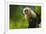 Costa Rica, monkey, spider monkey, tree-George Theodore-Framed Photographic Print