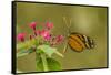 Costa Rica, Monteverde Cloud Forest Biological Reserve. Butterfly on Flower-Jaynes Gallery-Framed Stretched Canvas