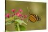 Costa Rica, Monteverde Cloud Forest Biological Reserve. Butterfly on Flower-Jaynes Gallery-Stretched Canvas