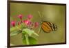 Costa Rica, Monteverde Cloud Forest Biological Reserve. Butterfly on Flower-Jaynes Gallery-Framed Photographic Print