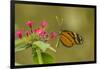 Costa Rica, Monteverde Cloud Forest Biological Reserve. Butterfly on Flower-Jaynes Gallery-Framed Photographic Print