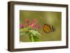 Costa Rica, Monteverde Cloud Forest Biological Reserve. Butterfly on Flower-Jaynes Gallery-Framed Photographic Print