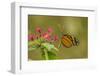 Costa Rica, Monteverde Cloud Forest Biological Reserve. Butterfly on Flower-Jaynes Gallery-Framed Photographic Print